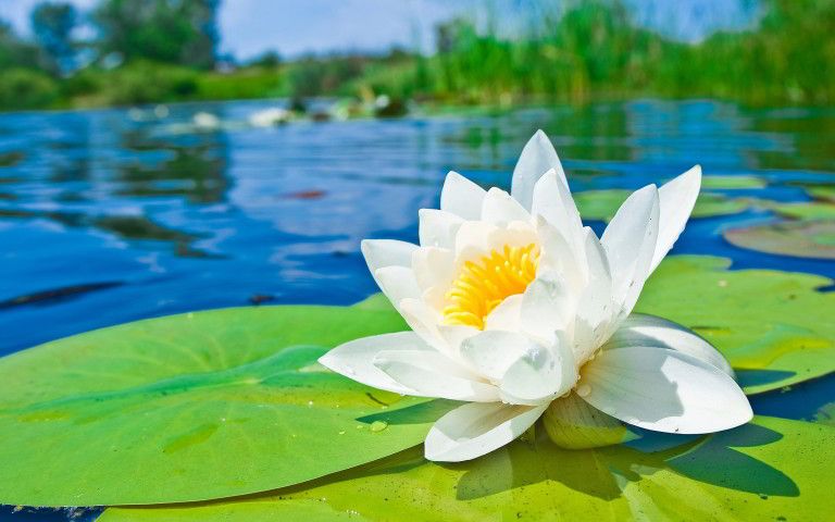 Water Lily: The National Flower of Bangladesh