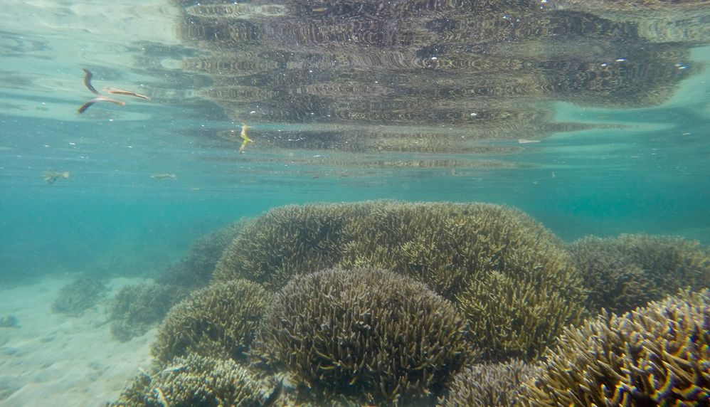 Hard coral colony at Kayankerney reef, Sri Lanka
