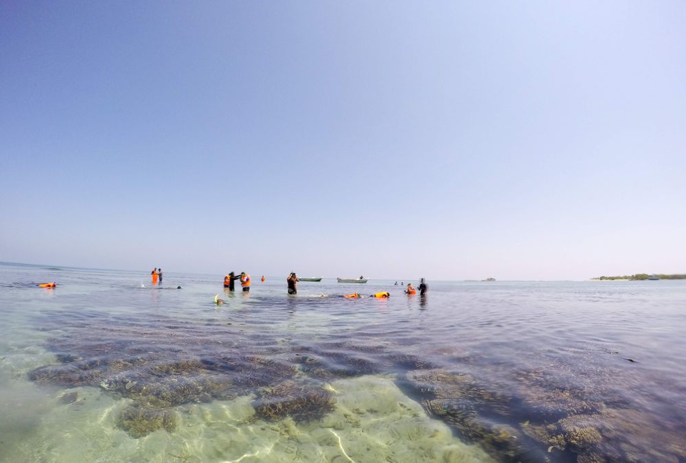 People snorkeling around the reef