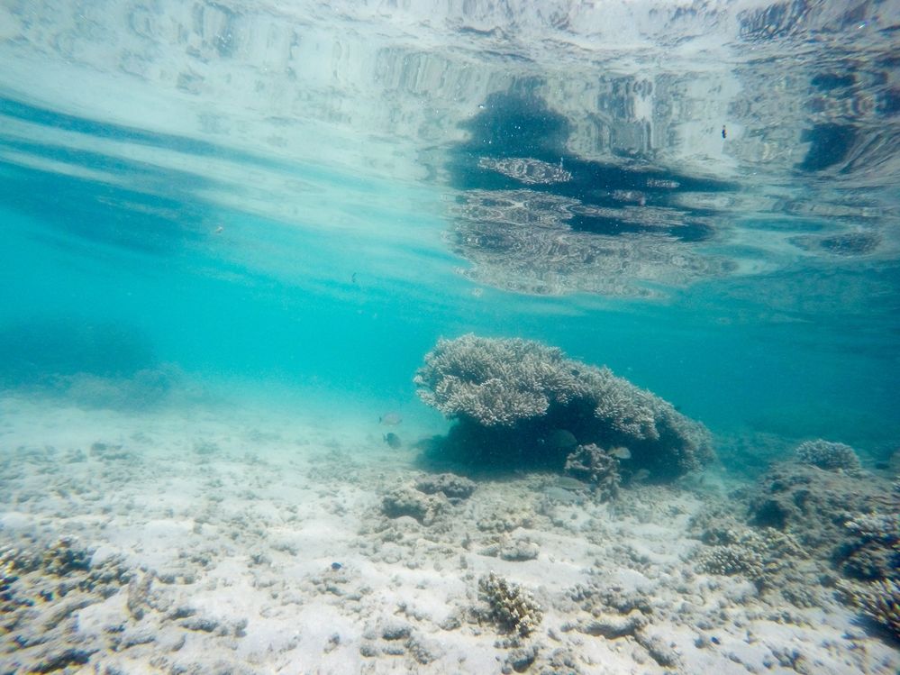 Kayankerni coral reef