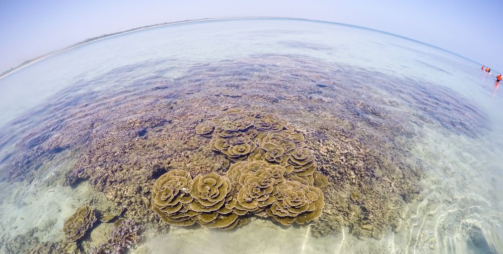 Kayankerni coral reef