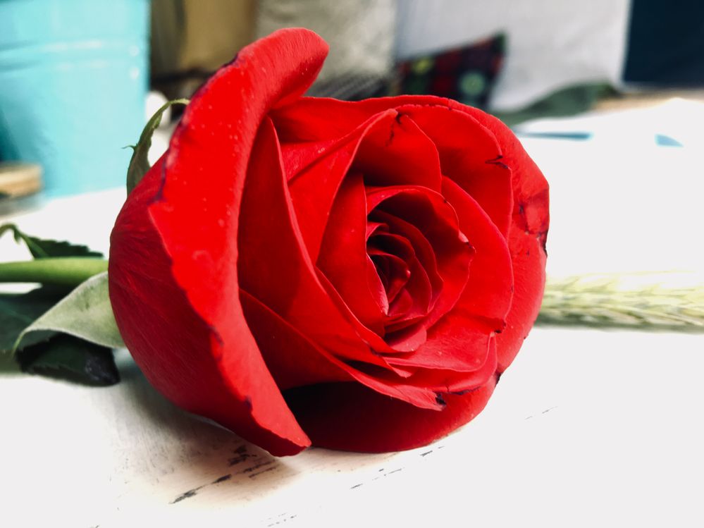Caption: A red rose close-up.