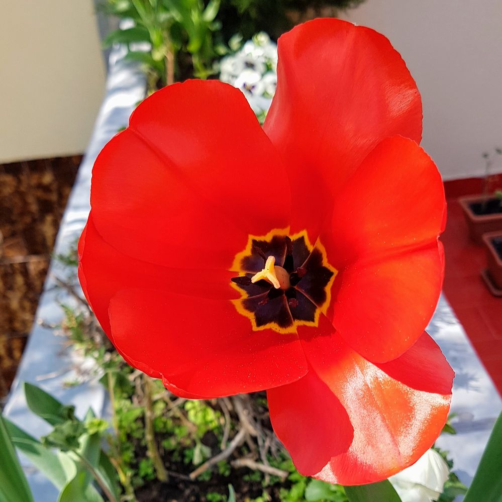 Tulip - 6 petals