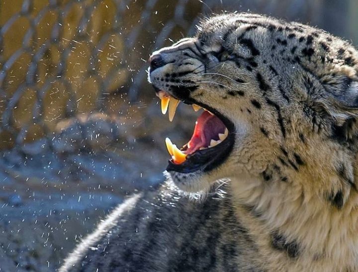 Terrifying beauty of Snow Leopard.