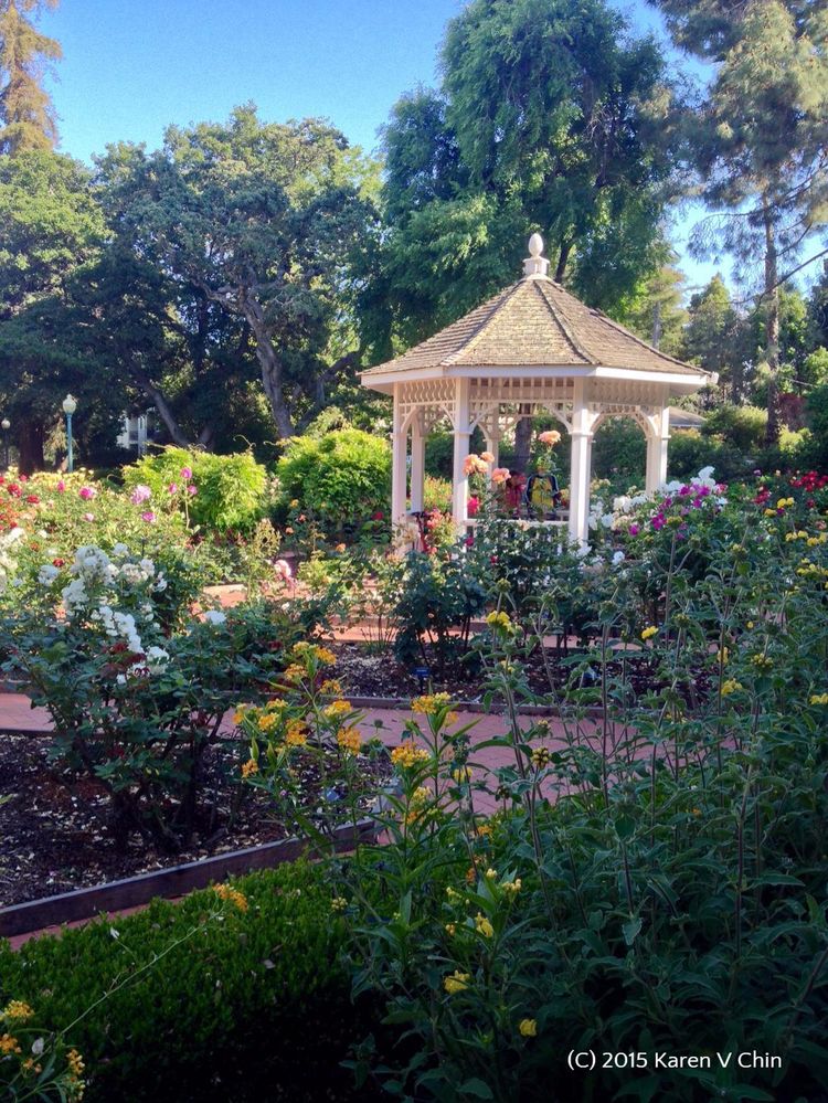 Rose Garden within San Mateo, CA's Central Park