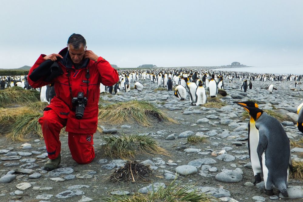 Curiosity of the Penguines