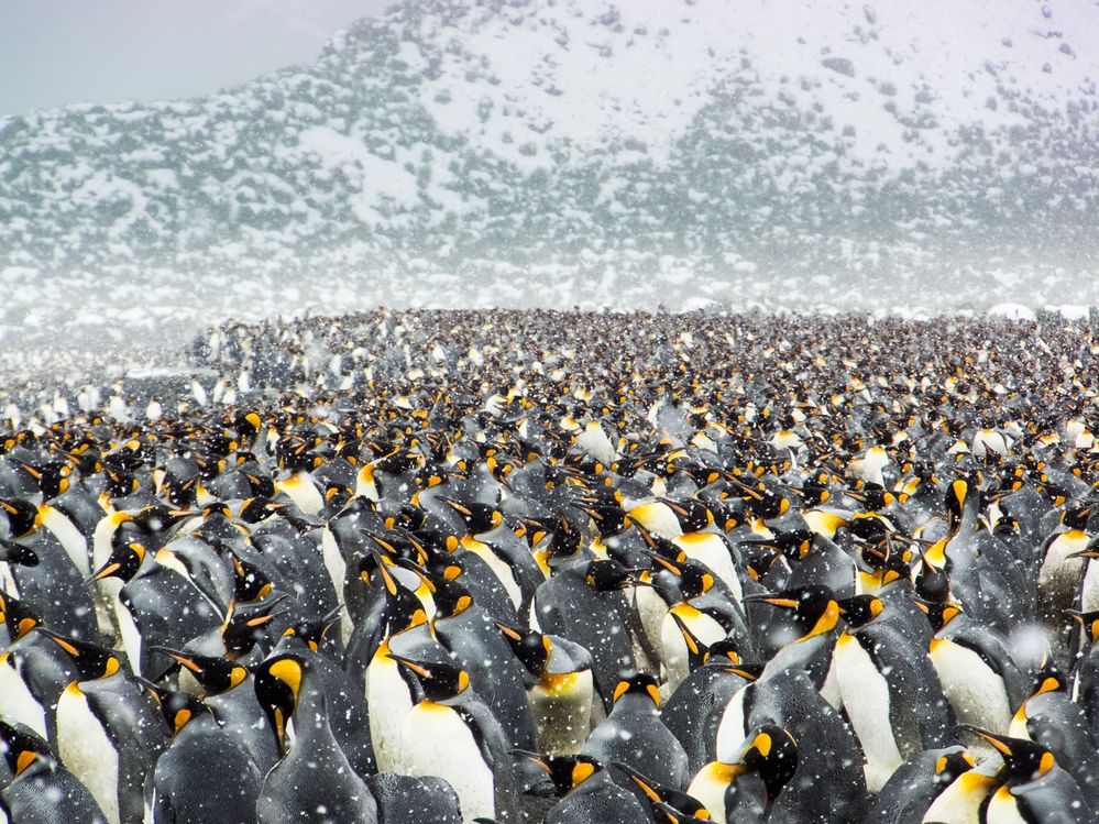 Frozen Penguines