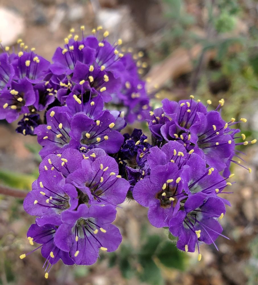 Scorpionweed. So beautiful.. but do not touch! People get reactions like poison oak.