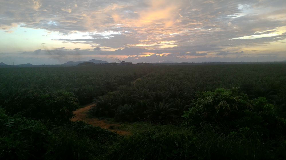 One of plantation in Kalimantan, Indonesia