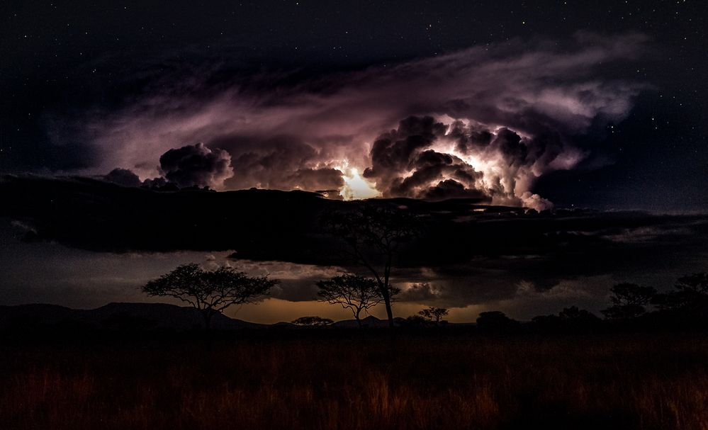 Serengeti Night