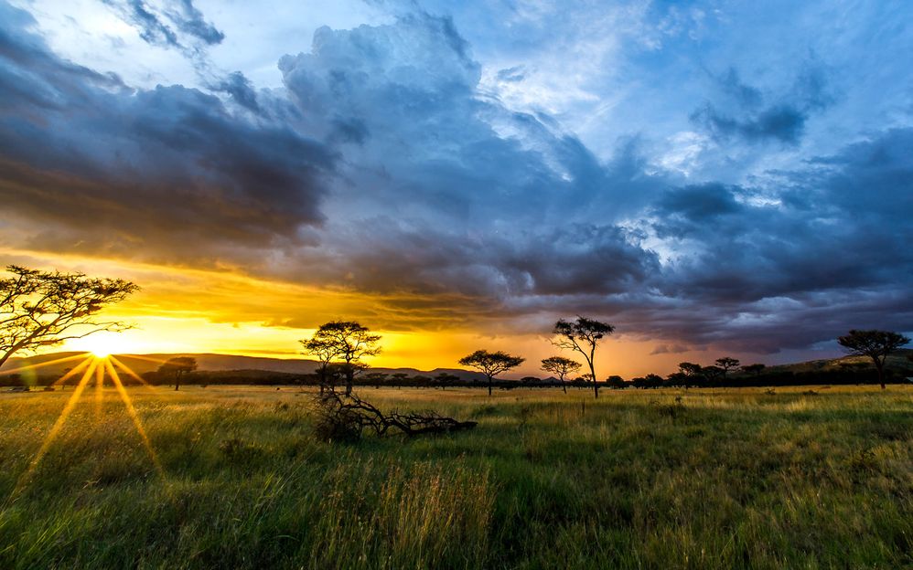 Serengeti Evening