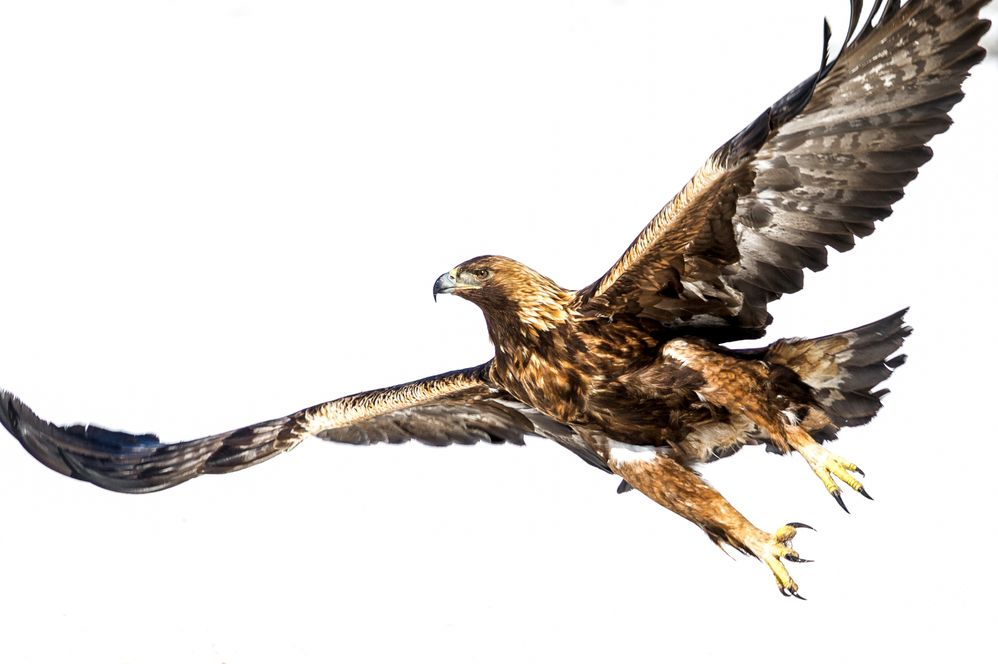 Golden Eagle