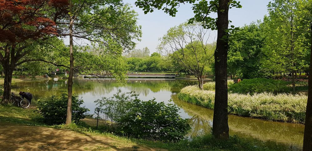 Seoul Forest Pond