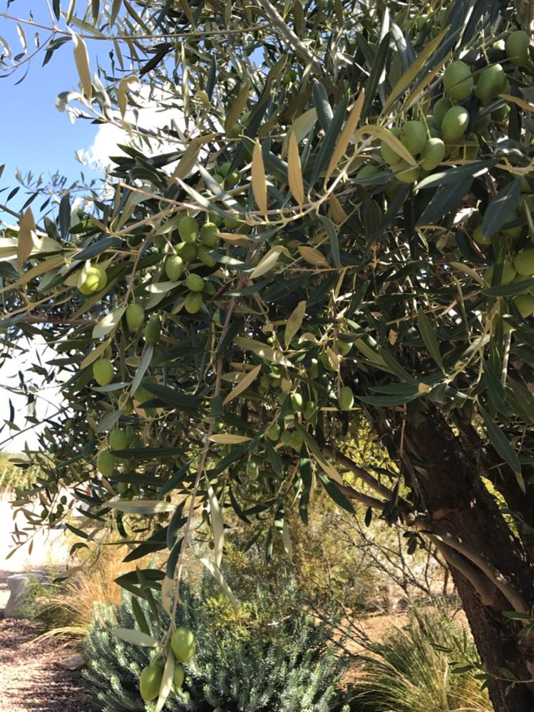 Los olivares