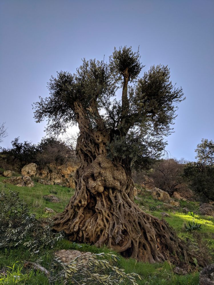 Majestic Roman Olive Trees 1