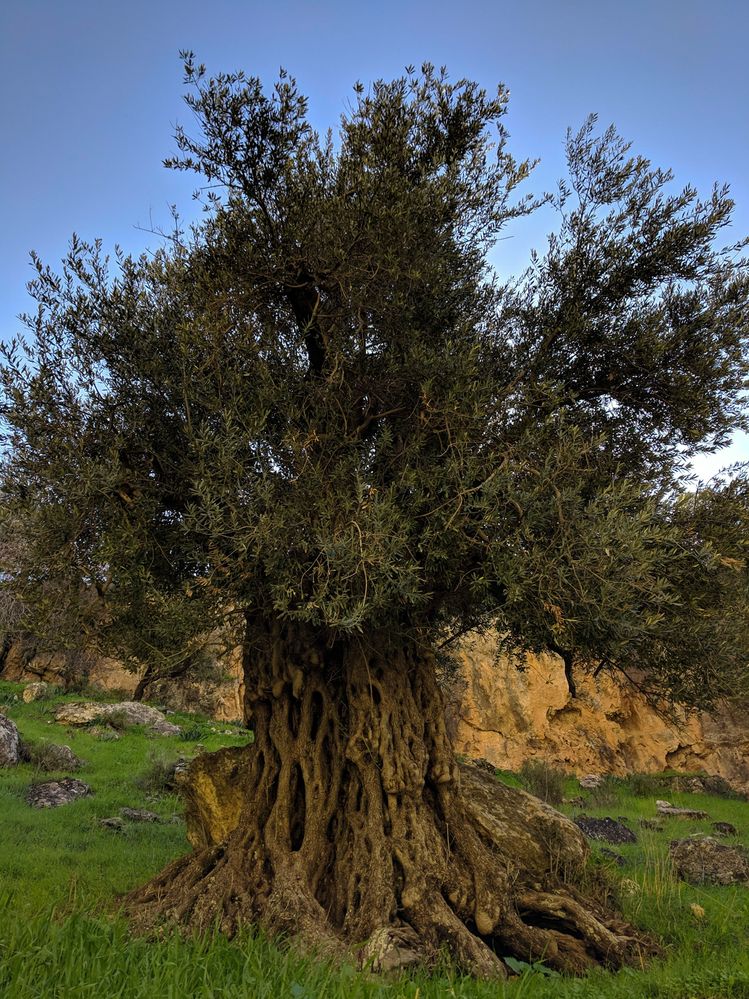 Majestic Roman Olive Trees 2
