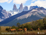 Guanacos roam at the plains of Torres