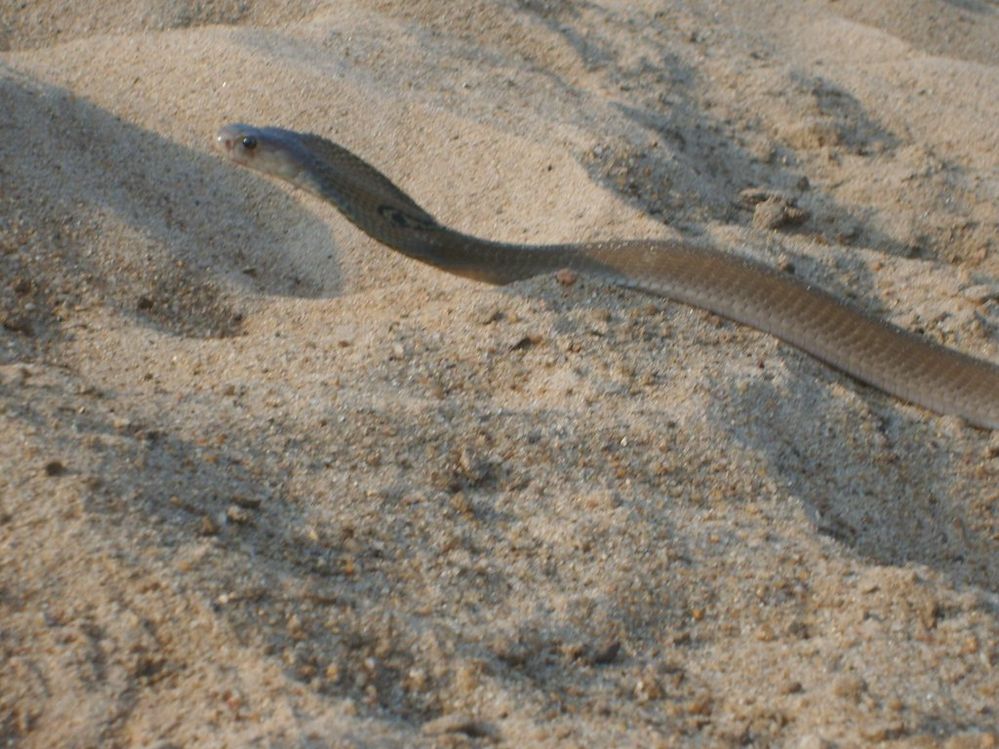 the King Cobra , that I cached and released to the wild . Taken this snap , a due respect  for this amazing creature