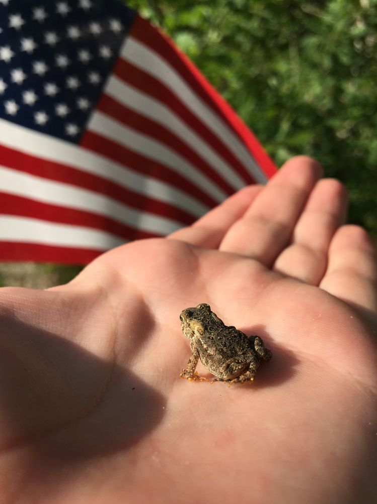 A little froggy to captivate your hearts