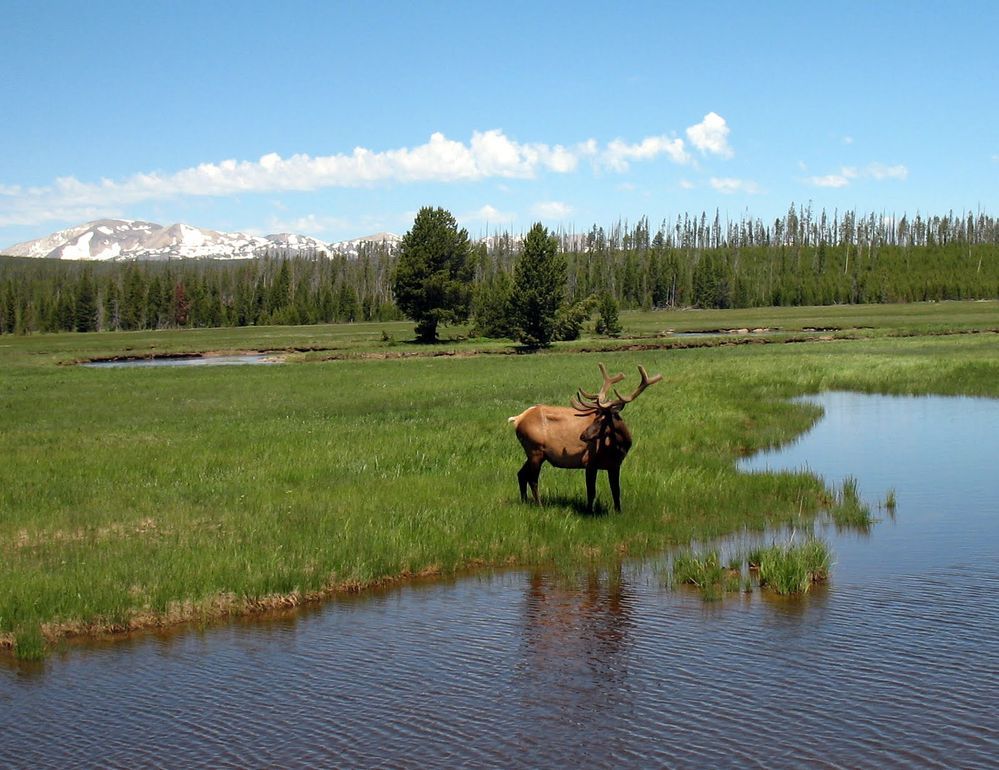 Caption: A photo of an elk on the grass of Hayden Valley near a pond in Yellowstone National Park, USA. (Local Guide @Noimacki)