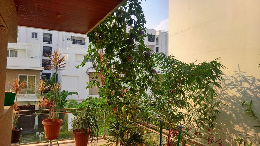 Passiflora in Balcony