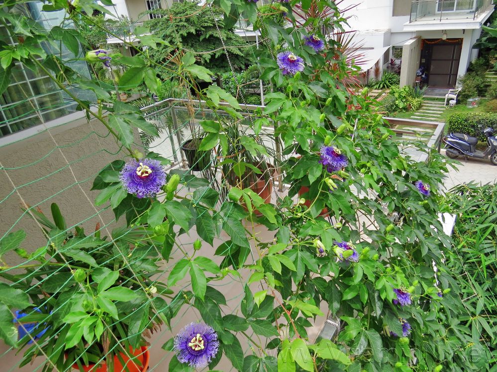 Passiflora Flowers