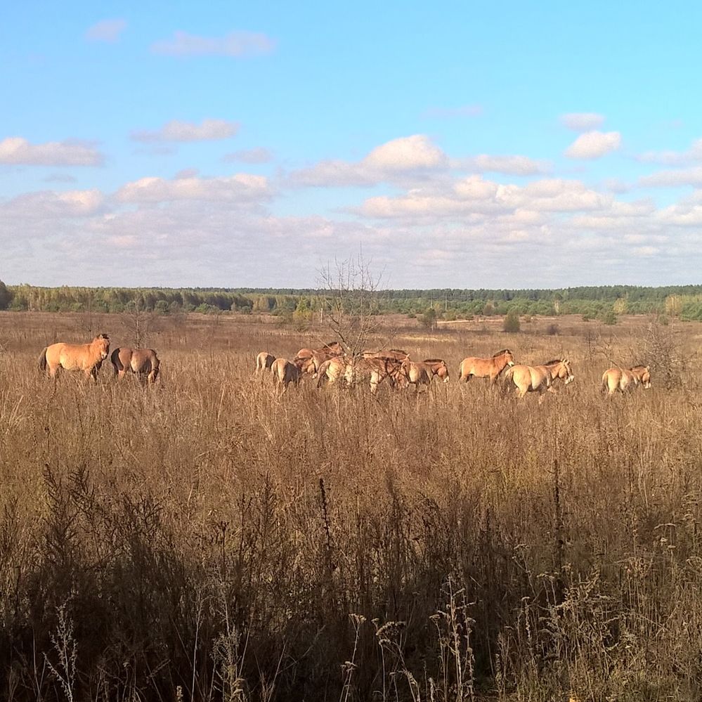 Przewalski's horses running wild in the exclusion zone.