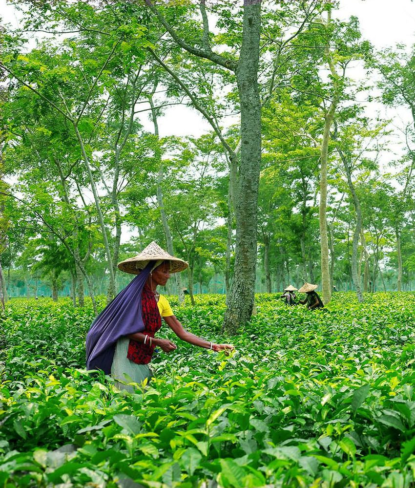 Tea Garden, Sylhet, Bangladesh