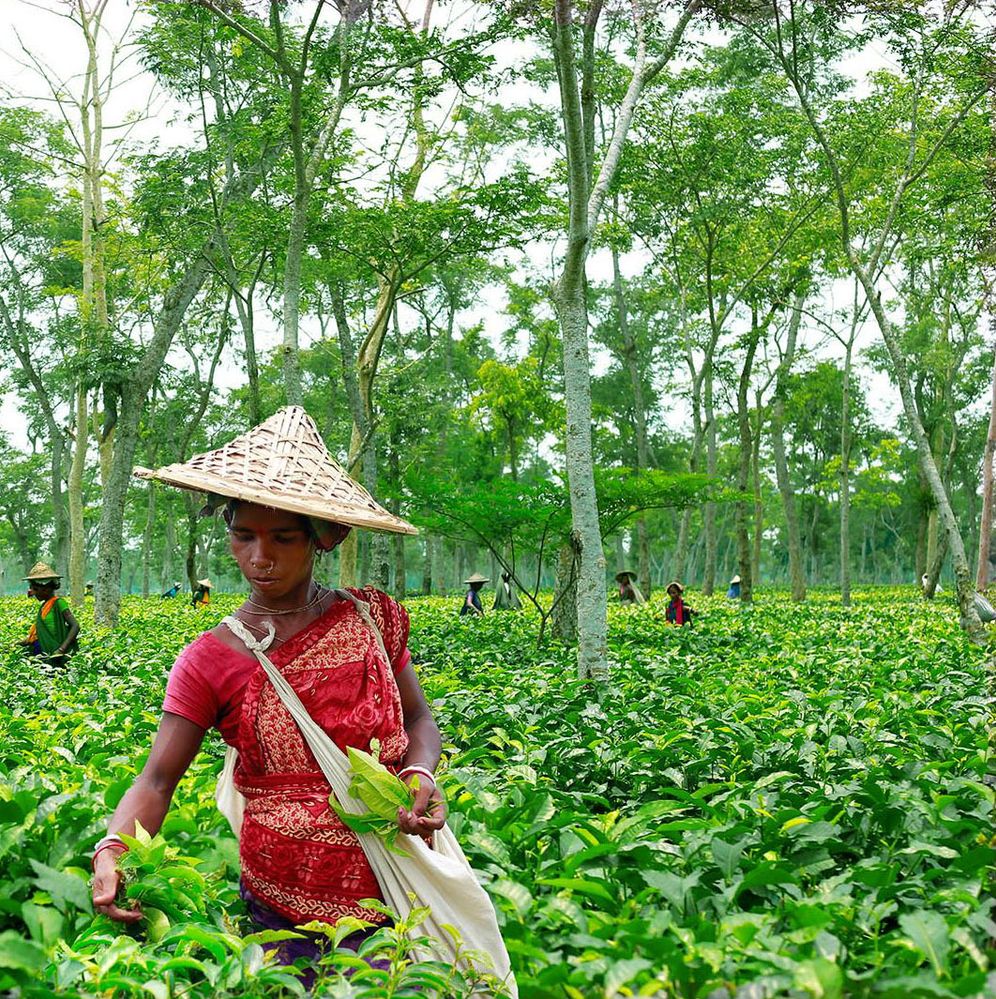 Tea Garden, Sylhet, Bangladesh