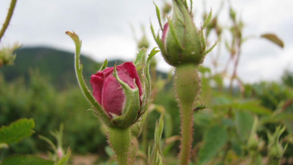 Caption: A bulgarian rose captured near Karlovo, Central Balkan (Local Guide @KatyaL)