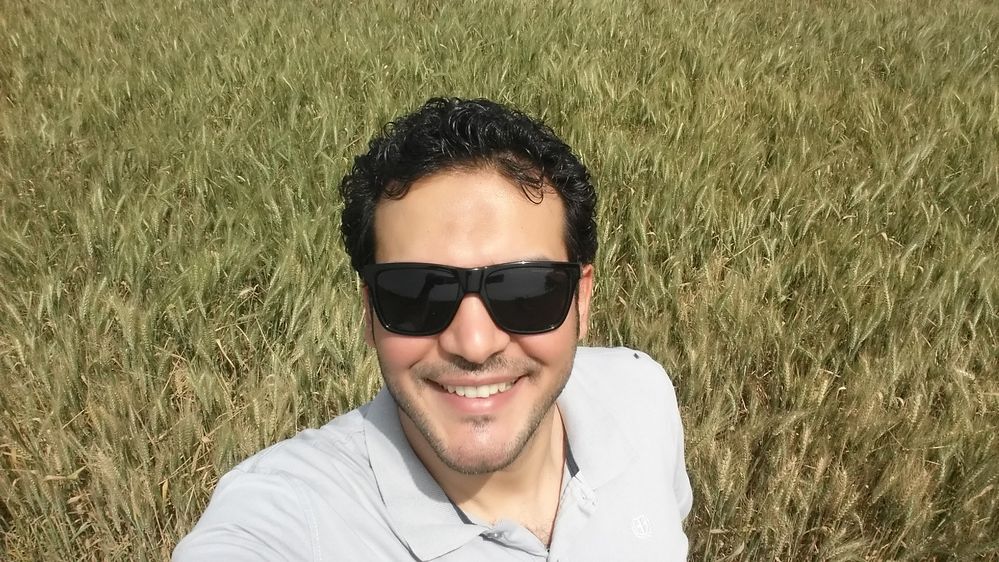The wheat fields, Qalyubiya, Egypt.