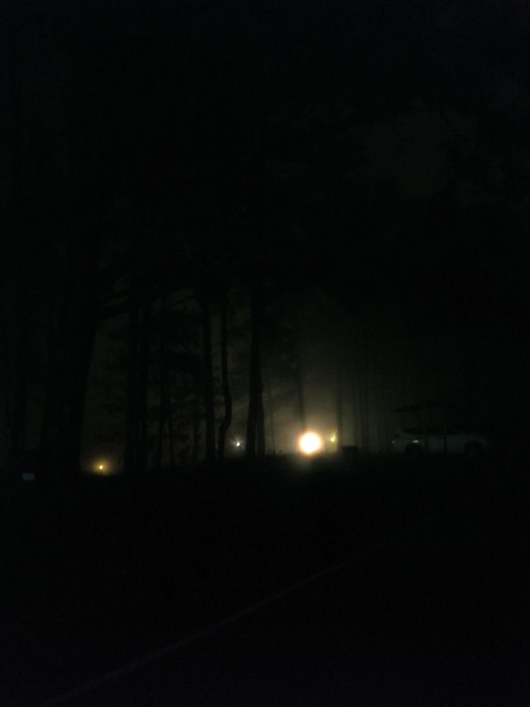 Foggy night in the forest