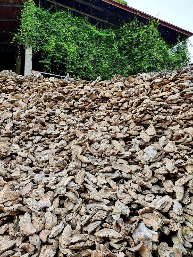 A small hill of giant oyster shells, Wat Chedi Hoi, Pathum Thani, Thailand