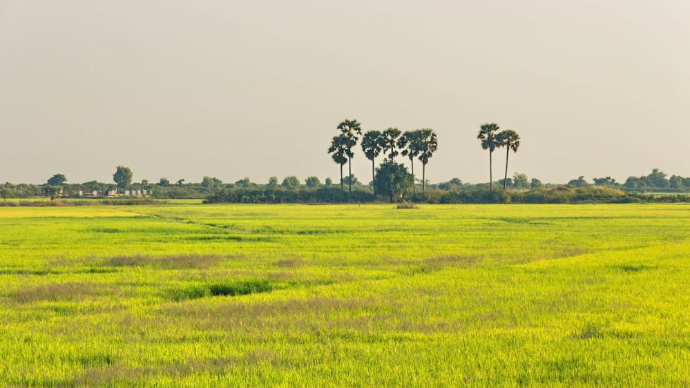 Cambodia's_rice_fields.jpg