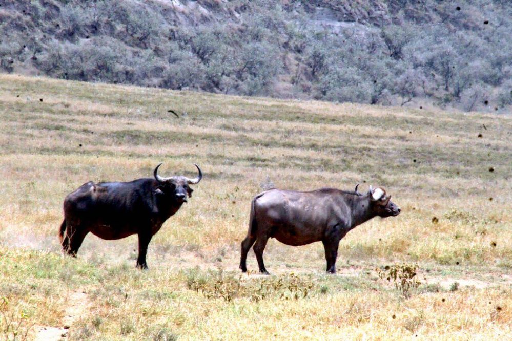 buffaloes