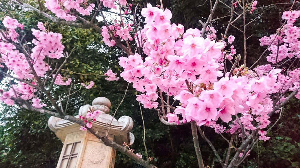 Caption: A closeup photo of a branch of cherry blossoms at Futamiokitama Shrine in Ise, Japan. (Local Guide Kero Koro)