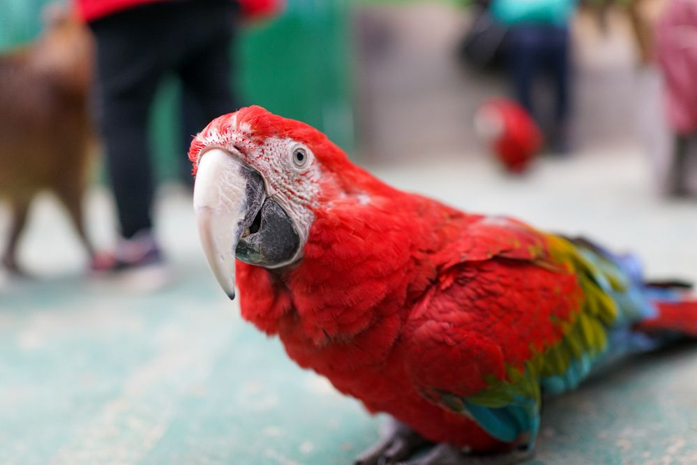 Caption: A closeup photo of a parrot on the ground at North Safari Sapporo in Sapparo, Japan. (Local Guide 勝山芳郎)