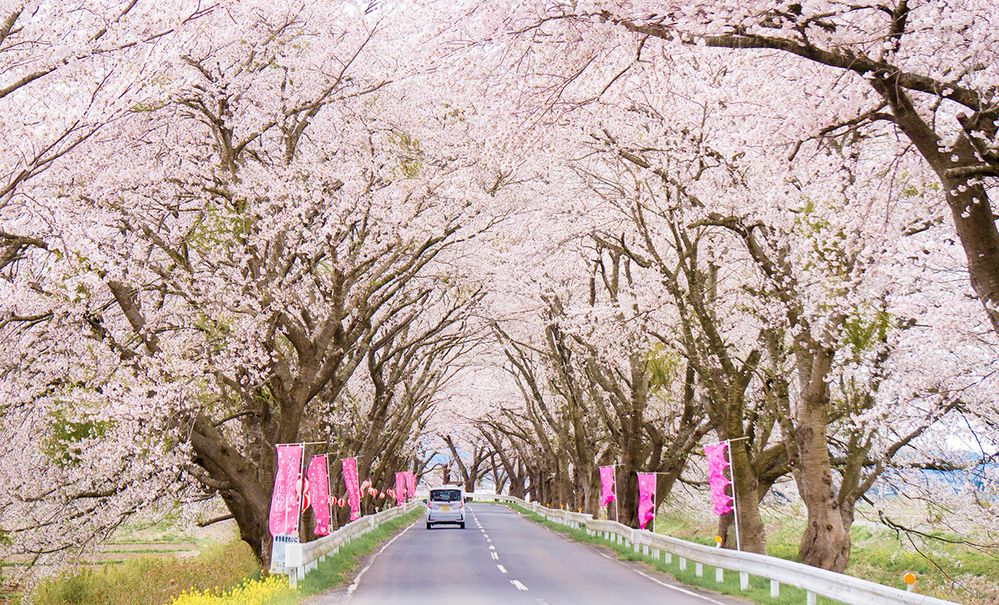 Caption: A photo of a car driving on a road with cherry blossom trees blooming overhead. (Local Guide Yasumi Kikuchi)
