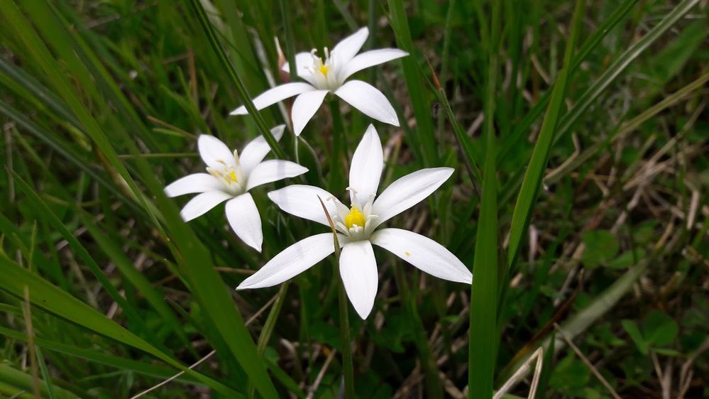 Caption: A photo of white Lily flowers in Bulgaria (Local Guide @Aruni)