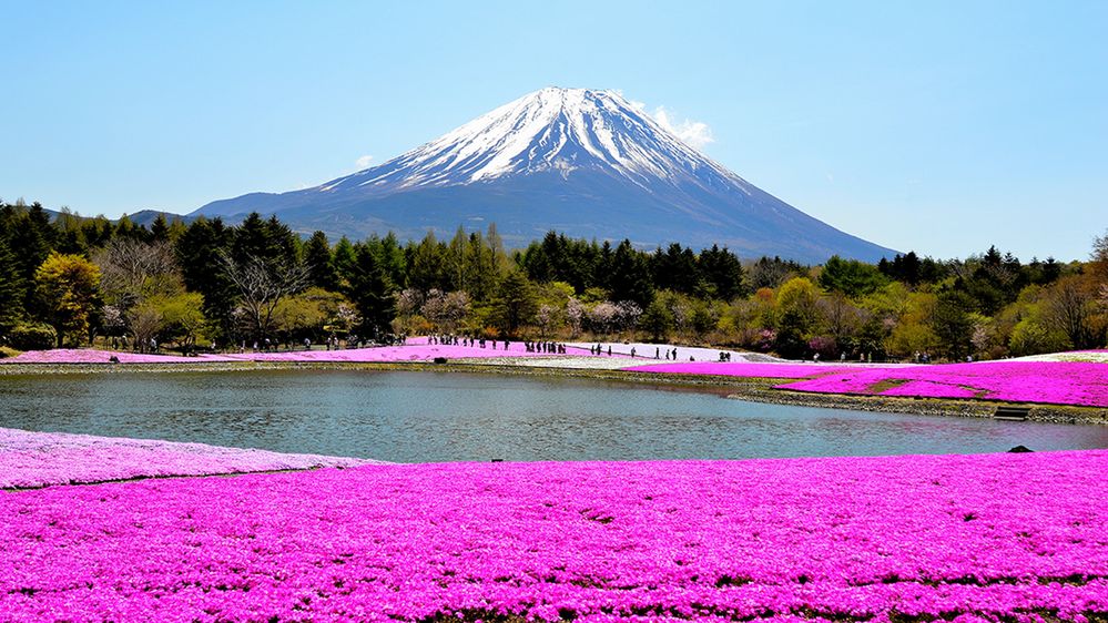 Caption: A photo of a field of purple flowers and a lake with Mt. Fuij in the background. (Local Guide yamatake715)