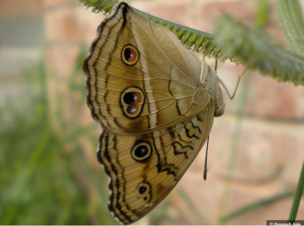 A Beautiful Artistic Body Work Butterfly