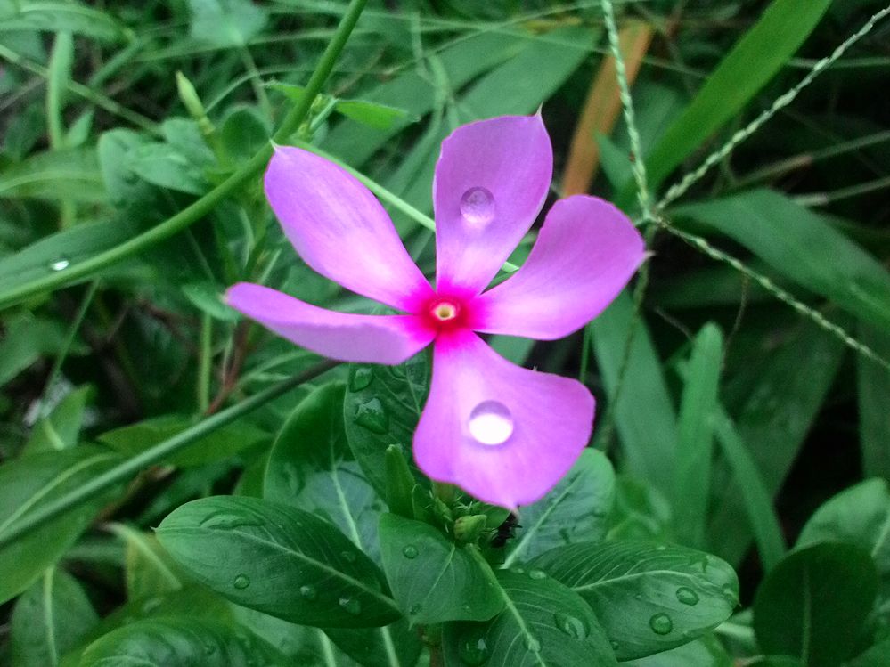 Flower in the wild bush after drizzling