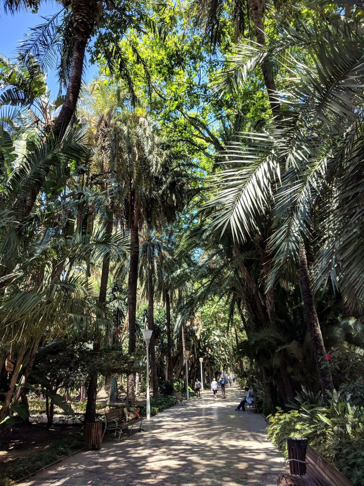 Caption: A photo of tall palm trees casting shadows over a pedestrian alley in Malaga Park. (Local Guide @MoniDi)