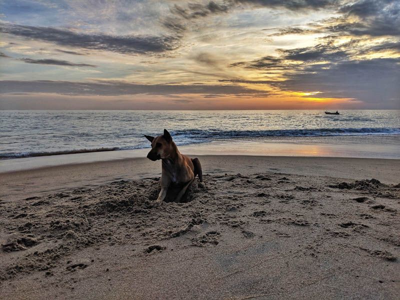 Dog relaxing at Kallady beach :)