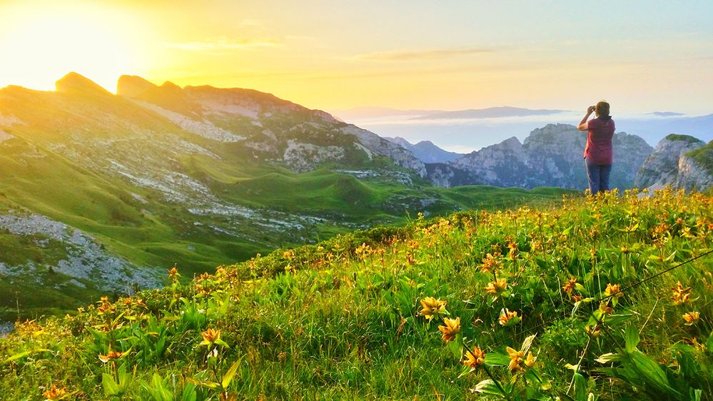 Caption: A photo of the back view of a woman standing on a hilltop covered with flowers and looking through binoculars at a mountain range. The photo was taken during sunset at the National Park of the Belluno Dolomites in Belluno, Italy. (Local Guide Marco Menegazzo)