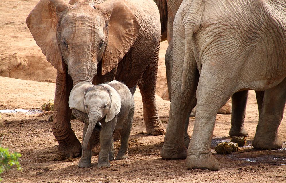 Caption: A photo of an elephant with its trunk wrapped around a baby elephant’s leg, with another elephant next to them. The photo was taken in Addo Elephant National Park in Addo, South Africa. (Local Guide Eli Aizen)