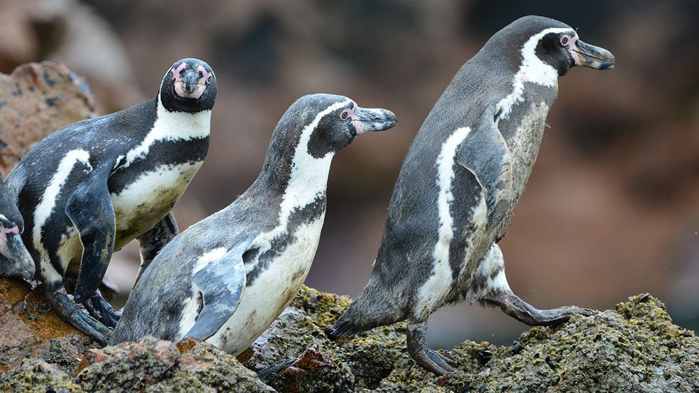 Caption: A photo of Humboldt penguins walking on rocks in the Ballestas Island National Reserve in Peru. One penguin is looking at the camera. (Local Guide ente_mit_hut)
