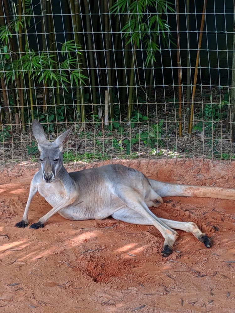 Kangaroo at Busch Gardens, Tampa Florida
