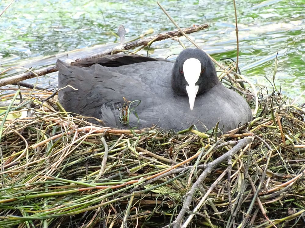 a Cott in the nest