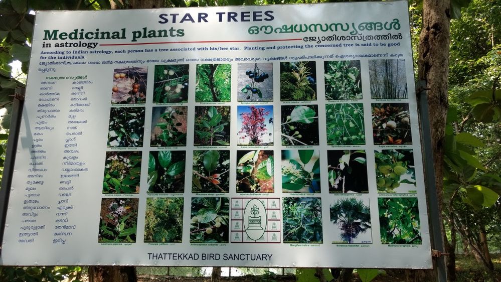 star plants